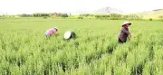 Nghệ An chuyển đổi cây trồng hiệu quả, thích ứng biến đổi khí hậu