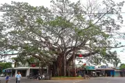 Ngôi làng 550 năm tuổi ở Đà Nẵng lưu giữ 32 sắc phong vua ban như báu vật