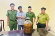 Người đàn ông ở Ninh Bình bị bắt khi chở rượu ngâm rắn hổ mang chúa đi bán