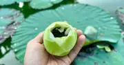 Ngày hội Sen Huế 2026: 'Ngự liên thức thủy' tại đảo Bồng Lai hồ Tịnh Tâm