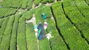 Nhiều bất thường trong quản lý đất đai tại Vinatea Mộc Châu