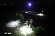 Nông dân Nghệ An đổi đèn cây lúa ban đêm để tránh nắng nóng