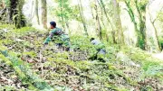 Đà Nẵng xây dựng hệ sinh thái dược liệu sâm Ngọc Linh hiện đại