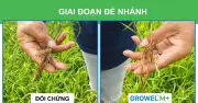 Áp lực từ canh tác lúa 3 vụ và bài toán xử lý rơm rạ bền vững