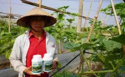 Phân bón GROW MAX NPK 8000 giúp cây trồng bứt phá bộ khung tán