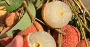 Phát hiện 2 dấu hiệu trên quả vải tuyệt đối không ăn kẻo rước họa
