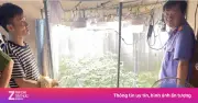 Phát hiện hệ thống trồng cần sa tinh vi trong nhà tại Hưng Yên