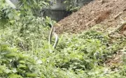 Phát hiện hai rắn hổ mang quấn lấy nhau như quả bóng di động ở Thái Lan