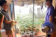 Phát hiện đối tượng trồng 35 cây cần sa trong phòng ngủ tại Hưng Yên