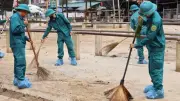 Phát hiện virus lở mồm long móng tại chợ trâu bò lớn miền Bắc
