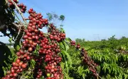 Quỹ bán ròng mạnh, thời tiết Mỹ thuận lợi gây sức ép lên giá đậu tương
