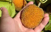 Quả dại mọc đầy bờ rào thành đặc sản 120.000 đồng/kg