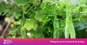 Quả lặc lè: Vị thuốc bổ mát ruột gan, dưỡng tim, ngừa bệnh vặt