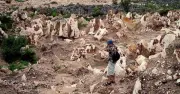 Quốc gia từng giàu nhất thế giới nhờ phân chim: Sự thật bất ngờ