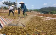 Quảng Ninh đặt mục tiêu tăng trưởng nông lâm thủy sản quý II 5,88%