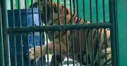 Quảng Trị nắng nóng: hổ ở Phong Nha - Kẻ Bàng được giải nhiệt bằng đá lạnh nhân thịt