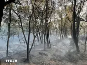 Quyết liệt triển khai các biện pháp cấp bách về phòng cháy chữa cháy rừng