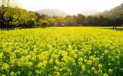 Số cuối ngày sinh âm lịch của người tài hoa thành đạt sớm