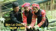 Sâm Lai Châu OCOP 4 sao: Bảo tồn rừng và sinh kế bền vững cho đồng bào dân tộc