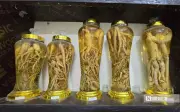 Sâm tiến vua khan hàng dù giá cao, nhu cầu lớn tại Thanh Hóa