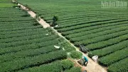 Sơn La khẩn trương rà soát đất đai tại Vinatea Mộc Châu sau phản ánh của Báo Nhân Dân