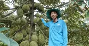 Sầu riêng Việt Nam sắp mở cửa thị trường Ấn Độ hơn 1,4 tỉ dân