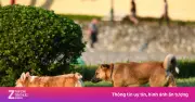 Từ 1/8/2026, phạt tới 2 triệu đồng nếu để chó ra đường không rọ mõm