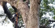 Đột quỵ tử vong khi leo cây rừng cao 40 m lấy mật ong ở Quảng Ngãi