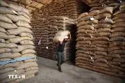 Thị trường nông sản: Giá cà phê thế giới phục hồi ấn tượng sau nhịp giảm