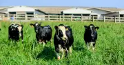 TH True Milk muốn huy động 1 tỷ USD: Thương vụ tỷ đô có thành công?