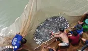Theo chân ngư dân Đồng Tháp vào mùa đồ rập bắt cá