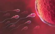 Thói quen nằm nệm quá mềm làm giảm cơ hội thụ thai ở các cặp vợ chồng
