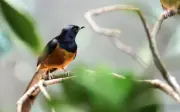 Tháng sinh âm lịch của người làm nhiều hơn nói, sau 35 tuổi sự nghiệp thăng hoa