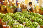 Từng bước đưa trái xoài thành ngành hàng xuất khẩu chủ lực