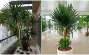 Top cây cảnh quốc dân cỡ lớn giới nhà giàu săn đón, nhà bạn có chưa?