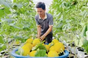Trồng dưa lưới trong nhà màng: Nông dân Gia Lai thu trăm triệu mỗi vụ