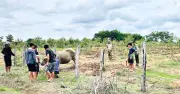 Trâu bán hoang dã húc 4 người ở Đắk Lắk, bị khống chế bằng thuốc mê