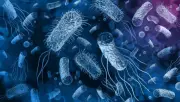 Vụ ngộ độc bánh mì ở Đồng Tháp: 25 mẫu bệnh phẩm dương tính với Salmonella