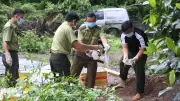 Video: Tây Ninh tiêu hủy 127 kg thằn lằn núi Bà Đen bị vận chuyển trái phép