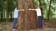 Vườn cao-su 120 năm tuổi ở Đồng Nai: Di tích lịch sử độc đáo