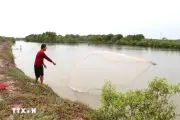 Vĩnh Long: Rừng ngập mặn trở thành lá chắn cho nghề nuôi thủy sản