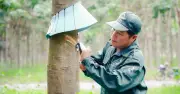 VRG: Từ trụ cột cao su đến tập đoàn kinh tế đa ngành vươn tầm quốc tế