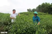 Xuất khẩu chè sang Trung Quốc giảm sâu, thị trường Mỹ và Nga tăng nhập khẩu