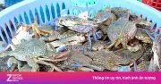 Xuất khẩu ghẹ Việt Nam sang Mỹ tăng 45% trong 4 tháng đầu năm
