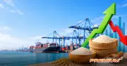 Xuất khẩu gạo tăng lượng nhưng giảm giá, kim ngạch toàn ngành đạt 2,09 tỷ USD