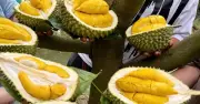 Xuất siêu nông sản 5 tháng đầu năm 2026 đạt 7,5 tỉ USD