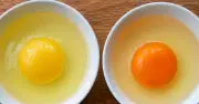Yếu tố quyết định màu lòng đỏ trứng và sự thật về dinh dưỡng