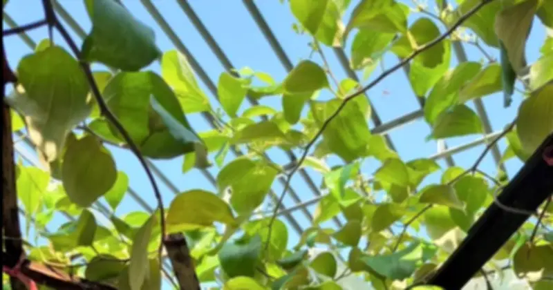 3 loại cây phong thủy mang năng lượng xấu không nên trồng trước nhà