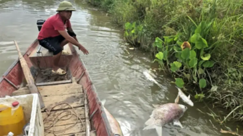 35 lồng cá trên sông Lam chết hàng loạt, nghi do ô nhiễm nước