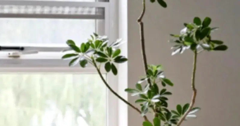 4 loại cây nên trồng trong nhà: Lô hội, ngũ gia bì, xương rồng, hương thảo